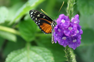 Fototapeta premium Mariposa