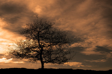 dark alone tree in the cloudy sunset lanscape