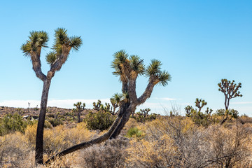 Obraz premium Joshua Tree National Park