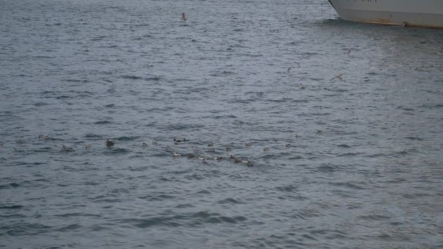 Northern nature.Birds swim in winter in the cold Barents sea