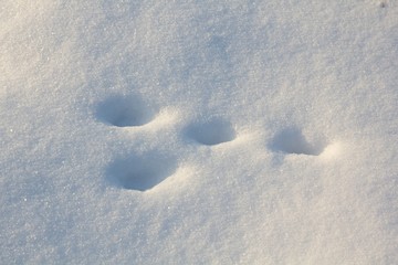 Naklejka premium Animal tracks in the snow.