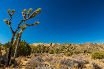 Joshua Tree National Park