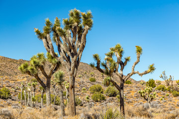 Joshua Tree National Park