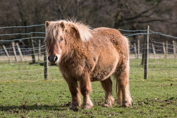 Pony on the meadow looking at the camera