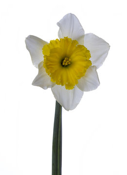 Narcisos
