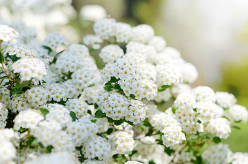 White Spiraea cantoniensis, spring flowers. Blooming bush. Spring seasonal background. Good for invitation, gift card, backdrop
