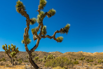 Joshua Tree National Park