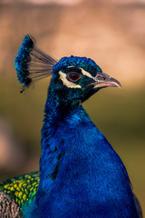 Obraz premium Close up image of a blue male peacock or peafowl showing just it's head and neck with a blurred background.