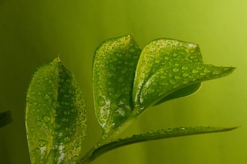 Green plant with dew.