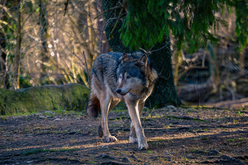 Gray/Eurasian wolf (Canis lupus)