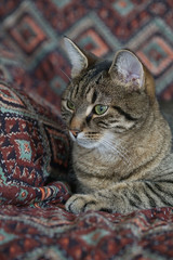 Katze auf dem Sofa