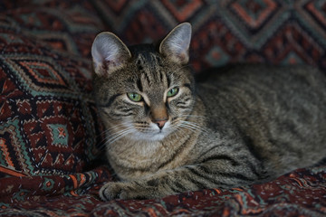 Katze auf dem Sofa, aufmerksam