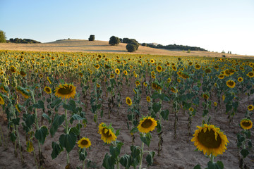 campo de girasoles