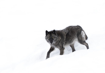 A lone Black wolf isolated on a white background walking in the winter snow in Canada