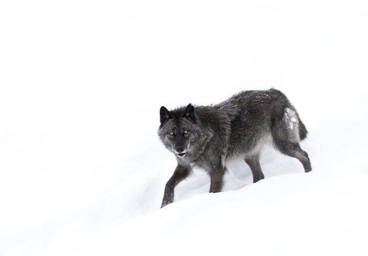 Fototapeta A lone Black wolf isolated on a white background walking in the winter snow in Canada