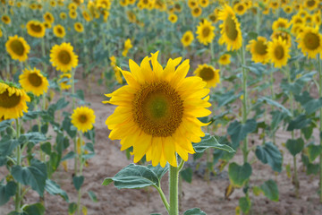 Obraz premium campo de girasoles