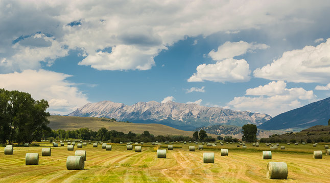 Mountain Hay