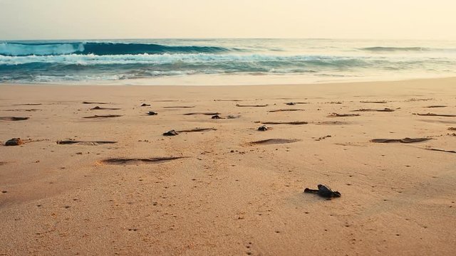 small laud turtle going searching for ocean