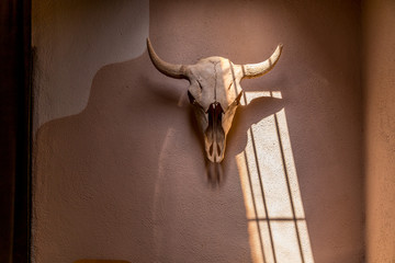 Bison skull on adobe wall