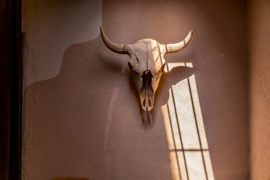 Bison Skull On Adobe Wall