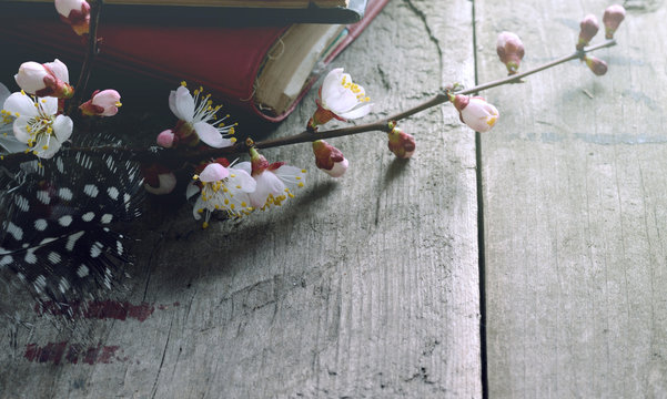 still life with old books apricot blossom flowers and retro camera on a wooden surface