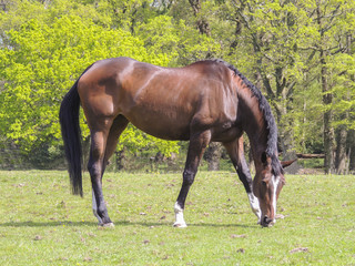 Obraz premium Shiny bay Thoroughbred Horse grazing in field in summer