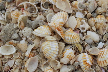 Muscheln am Strand