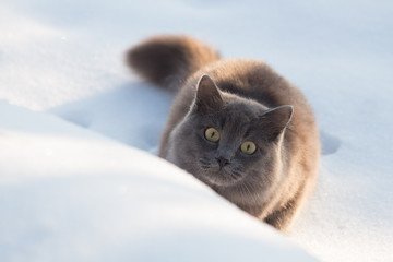 Fototapeta premium Portrait of fluffy gray cat slinks and hunts in snow