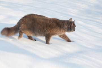 Portrait of fluffy gray cat slinks and hunts in snow