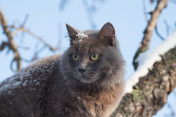Naklejka na ściany i meble Portrait of fluffy gray cat on a tree with snow