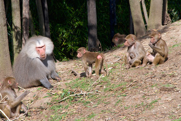 hamadryas baboons, native to the Horn of Africa and the southwestern tip of the Arabian Peninsula. One male silver back with young baboons, he tolerates the young and will carry and play with them.