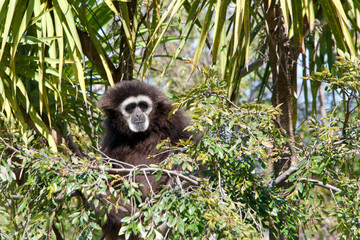 One lar gibbon, also known as the white-handed gibbon, is a diurnal primate, an omnivore common in South East Asia, sitting in a tree top looking off into the distance.
