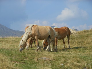 Fototapeta na wymiar Horses on highland