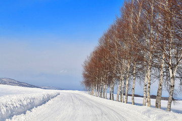 白樺並木と雪の道