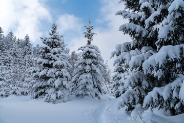 Large view on the snowy trees