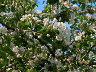 Flowering of an apple-tree in the spring
