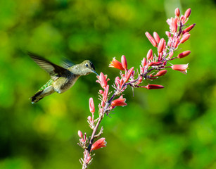 Kolibrie in Salt Lake City