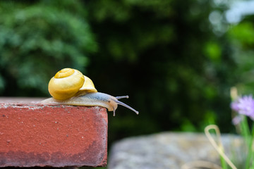 Schnecke