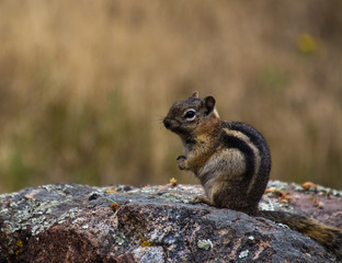 Eichhörnchen