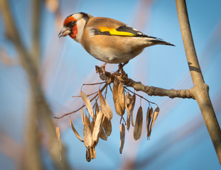 Goldfinch eating
