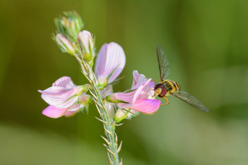 Fliege auf Blume