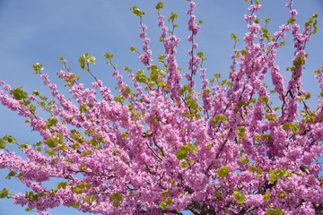 árbol florido en primavera