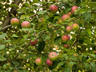 Unripe apples on an apple-tree