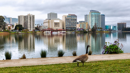 Oakland California Lake Merritt with a view of the skyline and a Canadian goose in the foreground