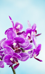 Orchidea, Orchid