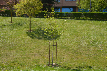 Árbol encorsetado en un parque