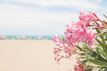Pink oleander and beach on background suitable as copy space.