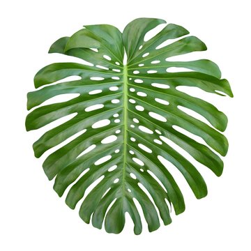 Monstera Large tropical jungle leaf, Swiss Cheese Plant, isolated on white background