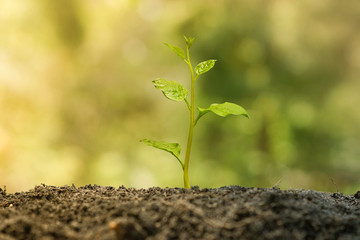 Agriculture. Plant seedling. A young baby plant growing on fertile soil with natural green background