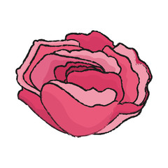 beautiful flower icon over white background. colorful design. vector illustration